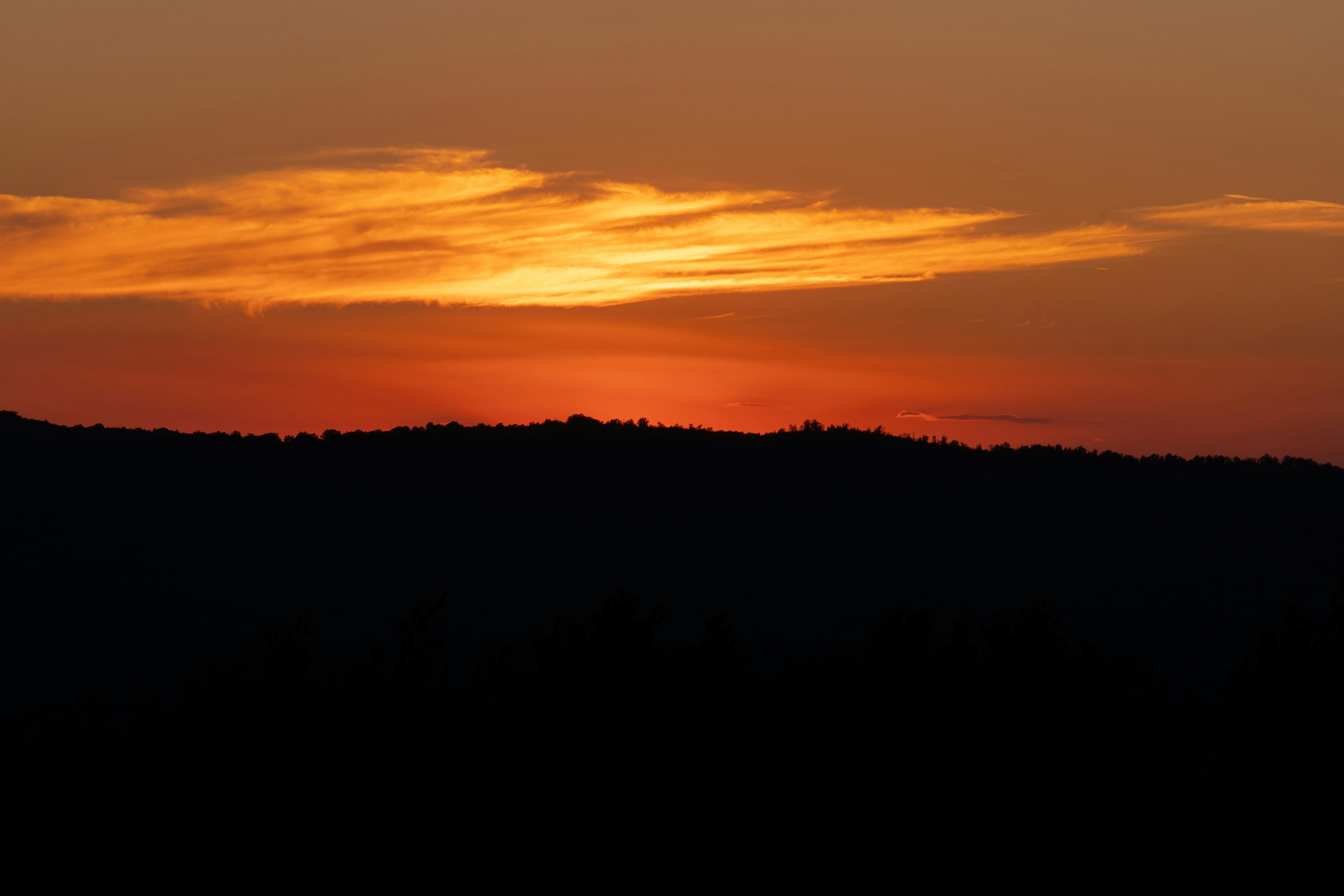 silhouette of trees during sunset